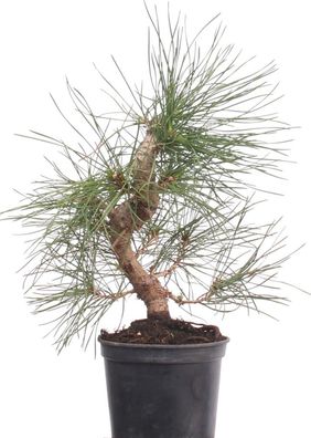 Bonsai - Pinus thunbergii, Japanische Schwarzkiefer 220/26