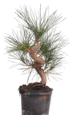 Bonsai - Pinus thunbergii, Japanische Schwarzkiefer 220/27
