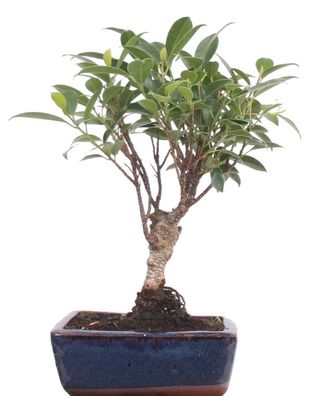 Bonsai - Ficus retusa, Chinesische Feige 220/14