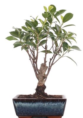 Bonsai - Ficus retusa, Chinesische Feige 220/17
