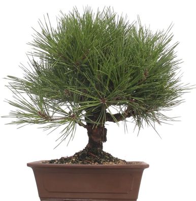 Bonsai - Pinus thunbergii 'Yume-Nichiki', Japanische Schwarzkiefer, Korkkiefer 220/44