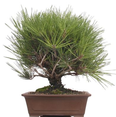 Bonsai - Pinus thunbergii 'Yume-Nichiki', Japanische Schwarzkiefer, Korkkiefer 220/45