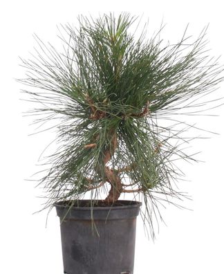 Bonsai - Pinus thunbergii, Japanische Schwarzkiefer 220/29