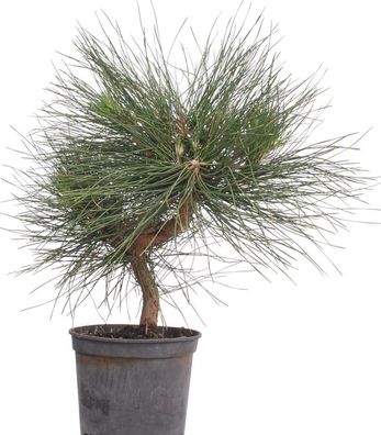 Bonsai - Pinus thunbergii, Japanische Schwarzkiefer 220/31