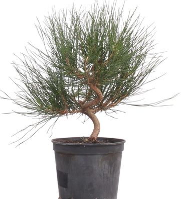 Bonsai - Pinus thunbergii, Japanische Schwarzkiefer 220/32