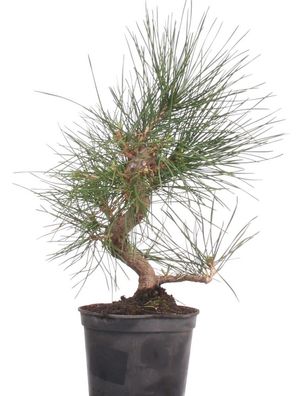 Bonsai - Pinus thunbergii, Japanische Schwarzkiefer 220/41
