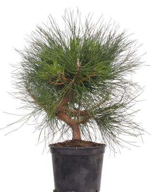Bonsai - Pinus thunbergii, Japanische Schwarzkiefer 220/43