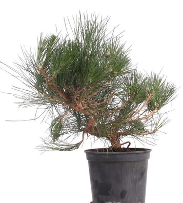 Bonsai - Pinus thunbergii, Japanische Schwarzkiefer 220/35