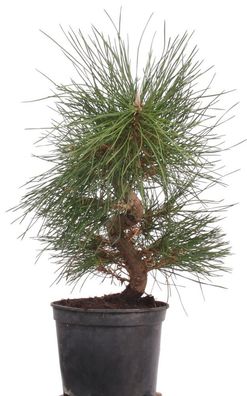 Bonsai - Pinus thunbergii, Japanische Schwarzkiefer 220/38