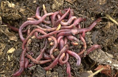 Kompostwürmer die freundlichen Gartenhelfer