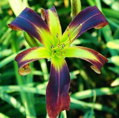Hemerocallis ´Heavenly Red Express´ Taglilie