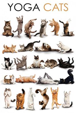 Holzschild Holzbild 18x12 cm Tiere Yoga Cats Katzen