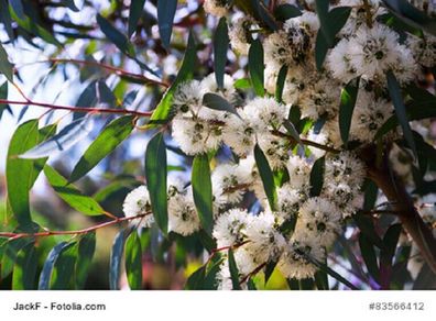 Eukalyptus globulus Blaugummibaum 50 Samen