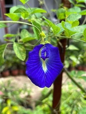 Blau-weiss blühende panaschiert blättrige Schmetterlingserbse 5+ Samen Ed 078