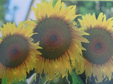 Grußkarte strahlende Sonnenblumen neutral ohne Text