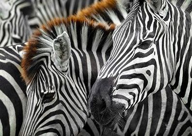 Treue Zebras
