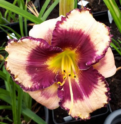 Hemerocallis ´New Destiny´ Taglilie