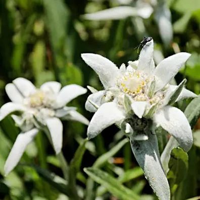 Garten Blumensamen, Wildblumenwiese Pflanzensamen, 200 Stück / Beutel Leontopodium Al