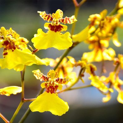 1 Beutel von Cymbidium Orchideensamen Hohe Keimrate Leicht zu kultivieren Tanzmädchen
