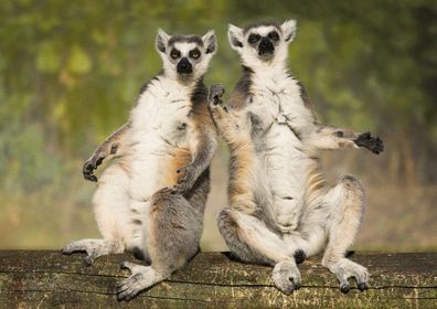 3 D Ansichtskarte Kattas, Postkarte Wackelkarte Hologrammkarte Tier Lemuren Katta