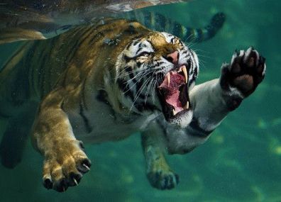 3 D Ansichtskarte schwimmender Tiger, Postkarte Wackelkarte Hologrammkarte, Tier