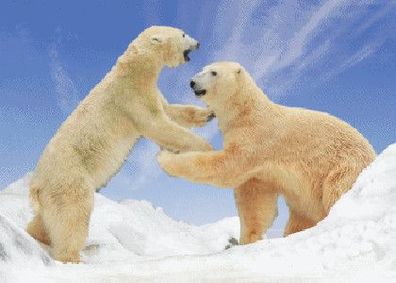 3 D Ansichtskarte kämpfende Eisbären Postkarte Wackelkarte Hologrammkarte Tier Eisbär