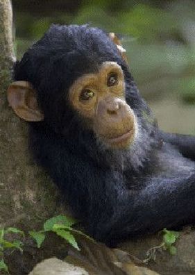 3 D Ansichtskarte Schimpansen Baby, Postkarte Wackelkarte Hologrammkarte Tier Affe