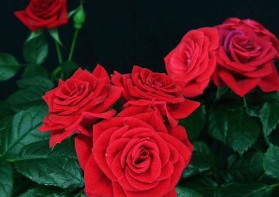 3 D Ansichtskarte rote Rosen, Postkarte Wackelkarte Hologrammkarte Bild Blumen Rose
