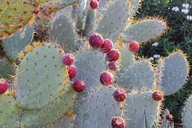 Robuster Feigenkaktus - Wheel cactus - Opuntia robusta 25+ Samen Seeds G 126