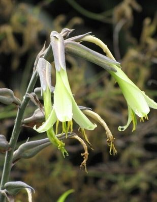 Dekorative Bromelie aus Argentinien - Puya mirabilis - 10+ Samen - Seeds W 201