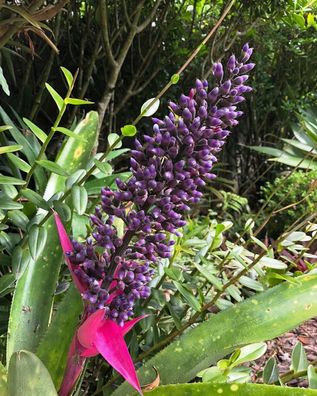 Steifblättrige Bromelie - Stiffleaf bromeliad - Aechmea castelnavii 5+ Samen W 200