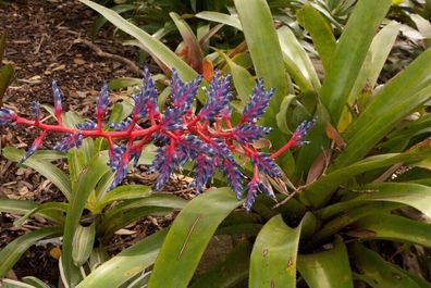 Frauenmantel Bromelie Duble cloak bromeliad Aechmea dichlamydea 5+ Samen W 199