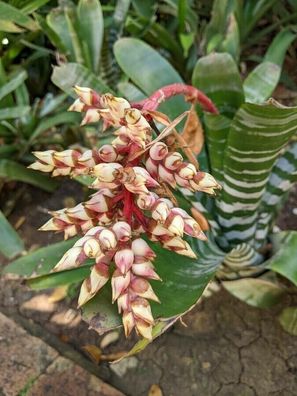 SAMEN - Panamaische Bromelie - Bromeliad - Aechmea pubescens 5+ Samen W 197