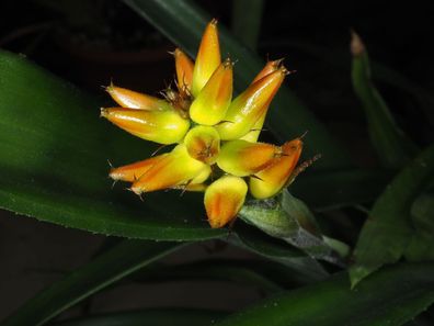 SAMEN - Kolumbianische Bromelie Ronnbergia deleonii Bromeliad - 10+ Samen W 195