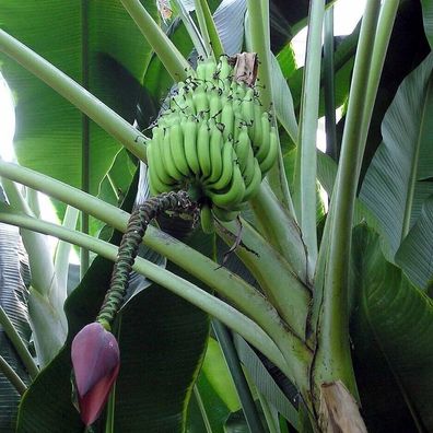 SAMEN Japanische Faserbanane - Plantain banana - Musa balbisiana 5+ Samen Gx 137