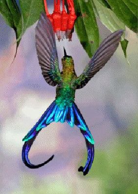 3 D Ansichtskarte Kolibri, Langschwanzsylphe, Postkarte Wackelkarte Hologrammkarte