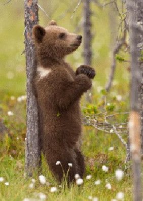 3 D Ansichtskarte Braunbär juckt sich, Postkarte Wackelkarte Hologrammkarte Tier Bär
