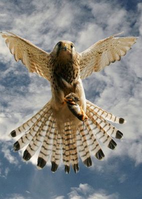 3 D Ansichtskarte jagender Turmfalke, Postkarte Wackelkarte Hologrammkarte Tier Vogel