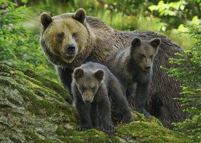3 D Ansichtskarte Braunbär Familie, Postkarte Wackelkarte Hologrammkarte Tier Bären