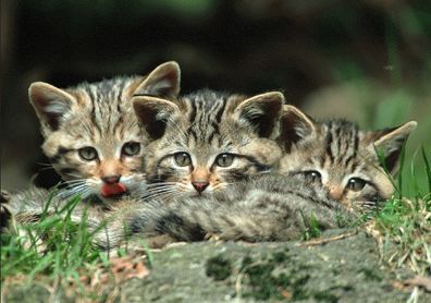 3 D Ansichtskarte Wildkatzen Trio, Postkarte Wackelkarte Hologrammkarte Tier Katze