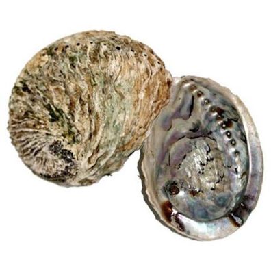 Räuchermuschel Haliotis midae / Abalone Räuchermuschel, ca. 130-150mm