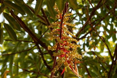 SAMEN Schmalblättrige Bromelie aus der Karibik Aechmea bracteata 10+ Samen W 204