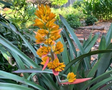 SAMEN - Lanzenrosette Bromelie - Aechmea aquilega 10+ Samen Zimmerpflanze W 202