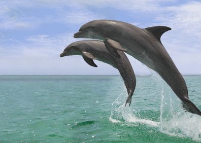 3 D Ansichtskarte Delfine im Sprung, Postkarte Wackelkarte Hologrammkarte Tier Delfin