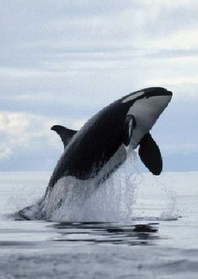 3 D Ansichtskarte Schwertwal, Postkarte Wackelkarte Hologrammkarte Tier Orca Wal Meer