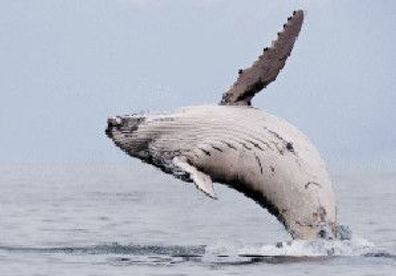 3 D Ansichtskarte Buckelwal, Postkarte Wackelkarte Hologrammkarte Tier Wale Wal Meer