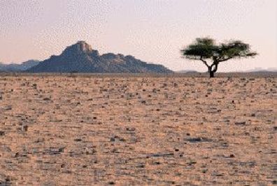 3 D Ansichtskarte Die Wüste lebt, Postkarte Wackelkarte Hologrammkarte Wüsten Dürre