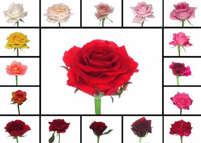 3 D Ansichtskarte Rosen bunt, Postkarte Wackelkarte Hologrammkarte Bild Blumen Rose