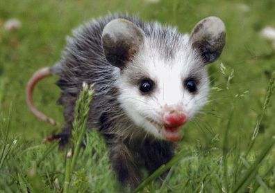 3 D Ansichtskarte Opossum Baby, Postkarte Wackelkarte Hologrammkarte Tier Wildtier