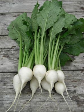 Toskanische Speiserübe Turnip - Brassica rapa aus der Toskana 200+ Samen R 160